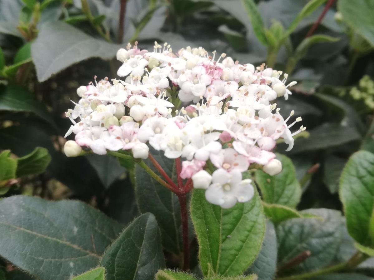 Vila Flori โคเปร์ ภายนอก รูปภาพ